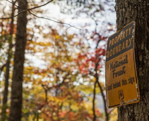 tree sign in pisgah forest