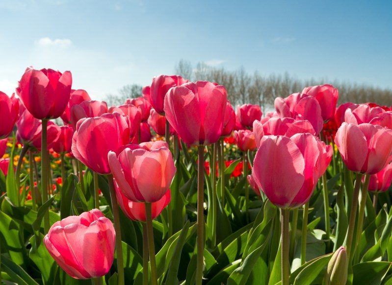 Tulips Blooming Biltmore Estate Spring Flowers