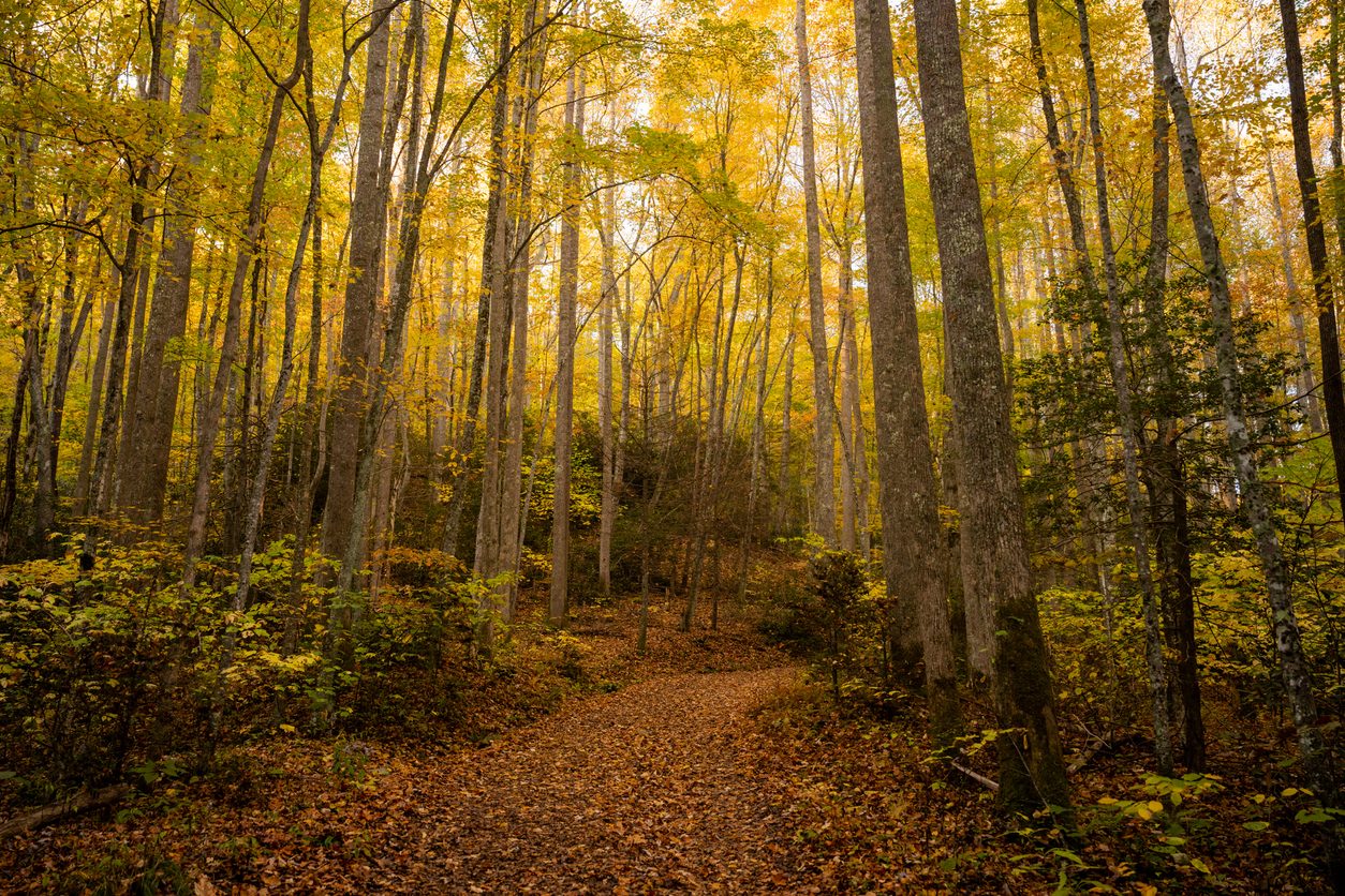 Mountain to Sea Trail North Carolina
