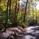 guide to trails in DuPont State Forest