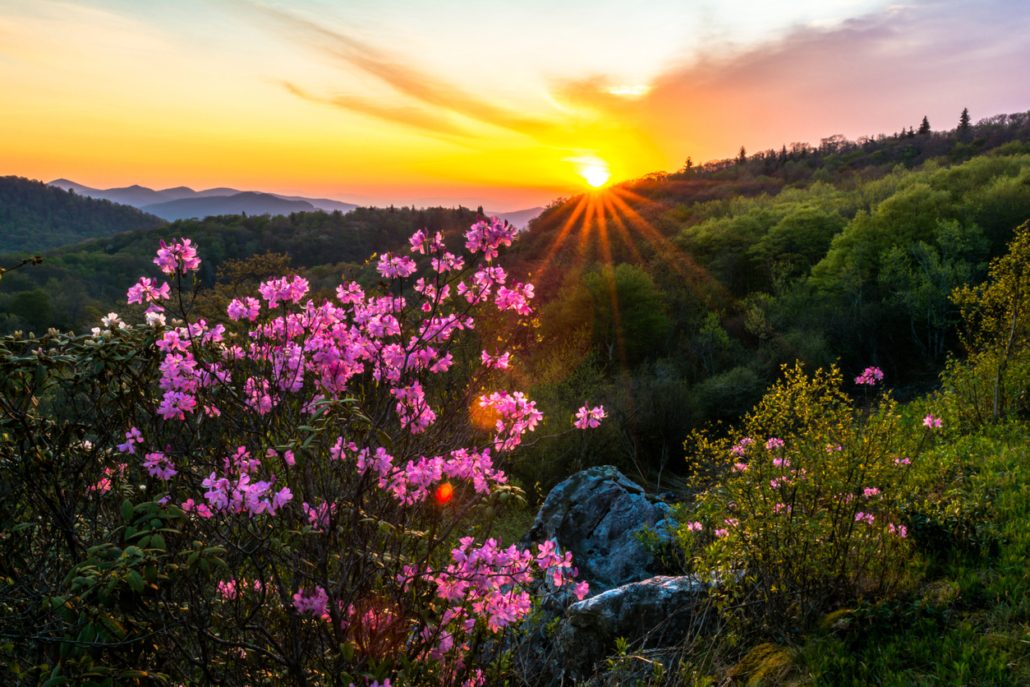 Wildflowers in Pisgah National Forest