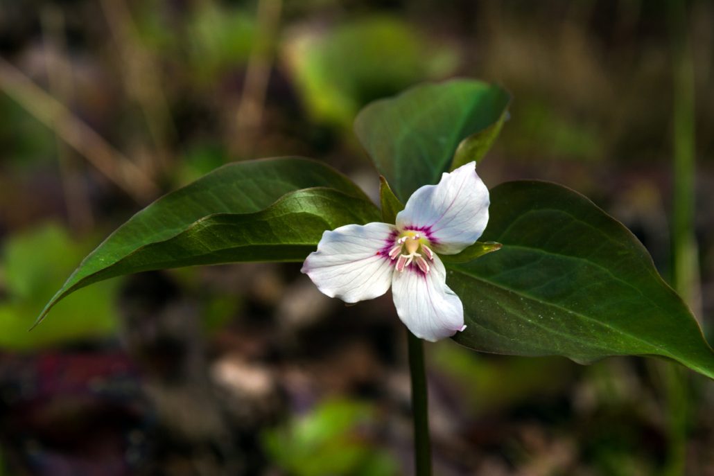 Painted Trillium wildflower North Carolina