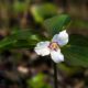 Painted Trillium wildflower North Carolina