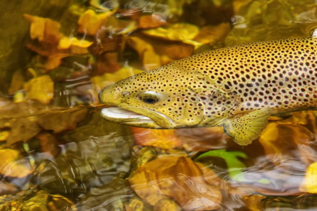 trout Pisgah national forest