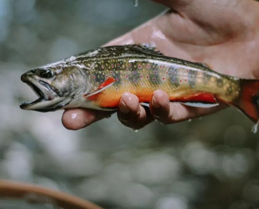 Fly Fishing near Pilot Cove and Brevard NC!, Pilot Cove