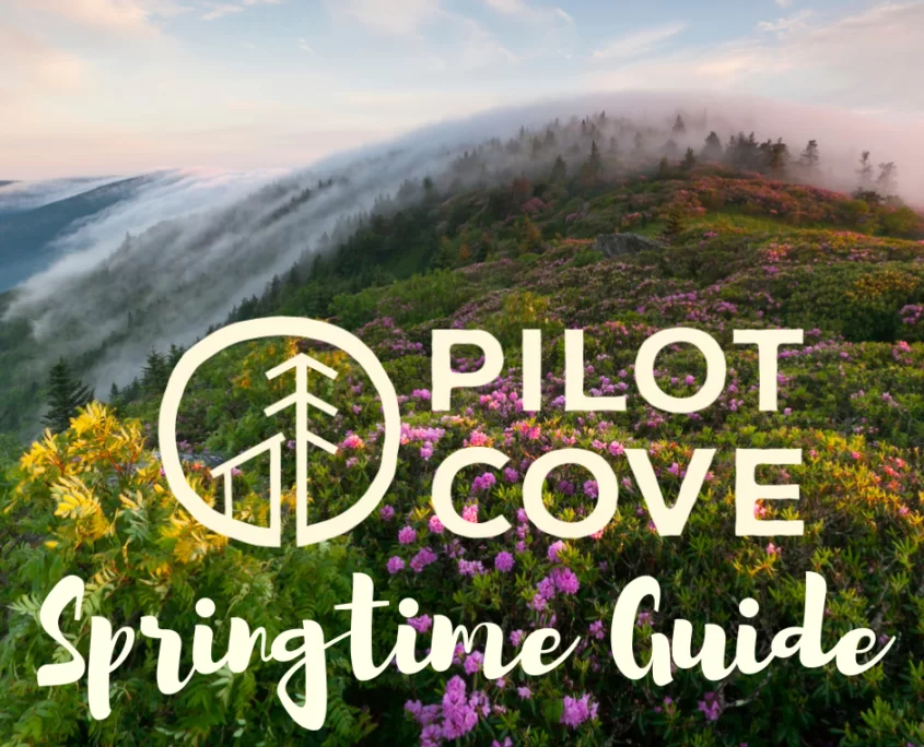 Spring Guide to Pisgah National Forest