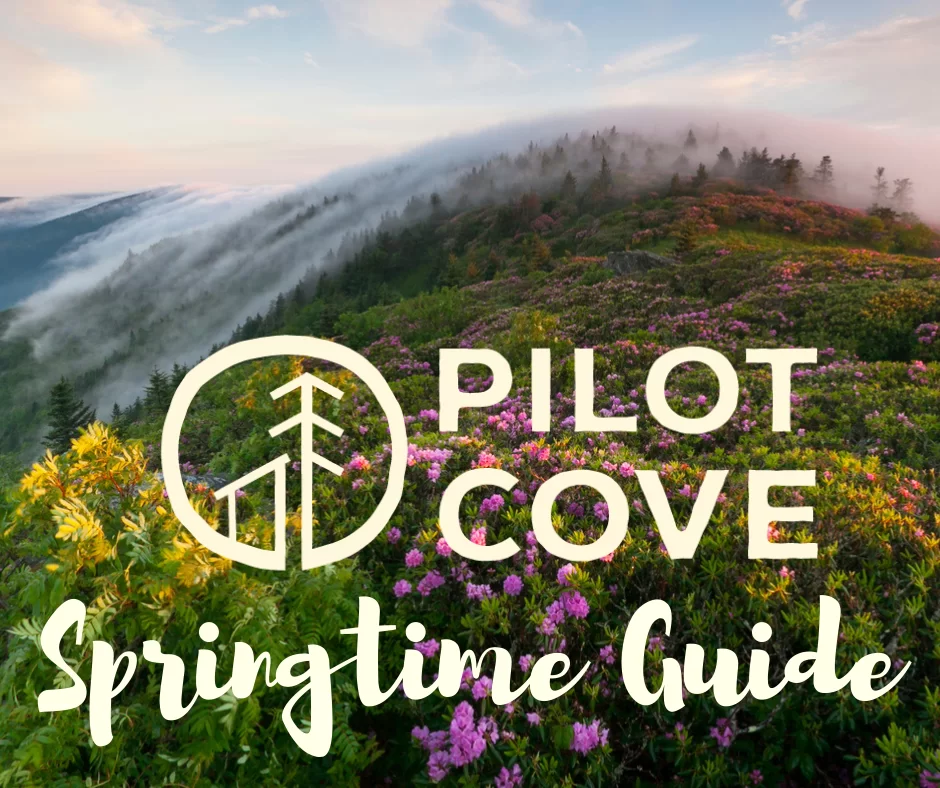 Spring Guide to Pisgah National Forest