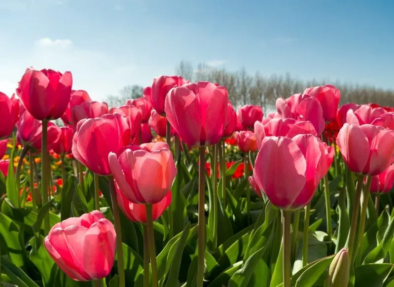 Tulips Blooming Biltmore Estate Spring Flowers