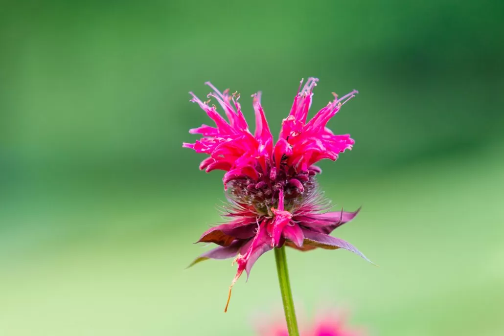 Bee Balm North Carolina wildflowers