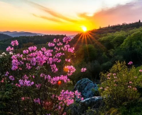 Wildflowers in Pisgah National Forest