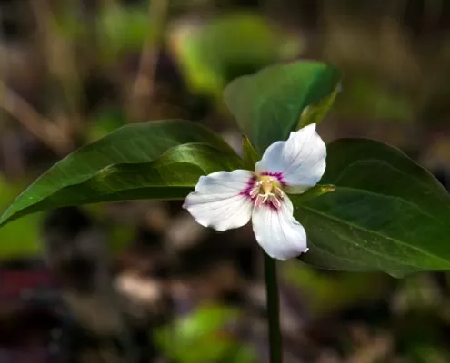 Painted Trillium wildflower North Carolina