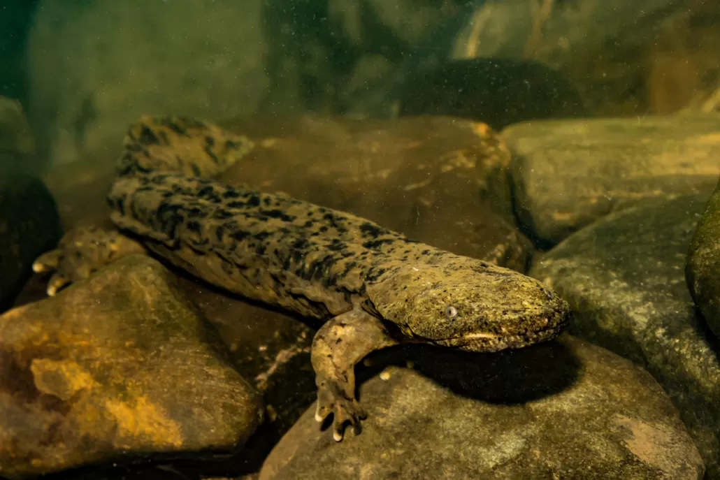 All About the Hellbender, Pilot Cove
