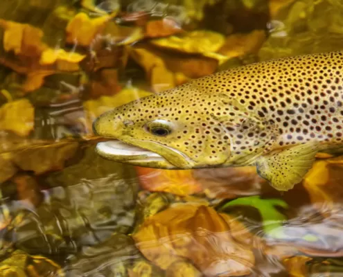 trout Pisgah national forest