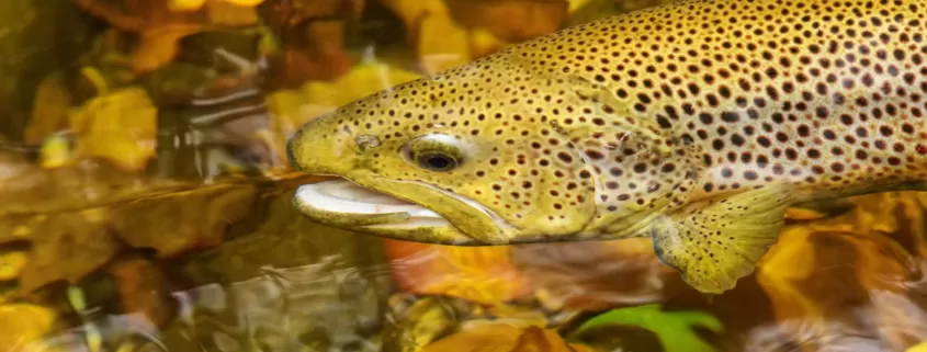 trout Pisgah national forest