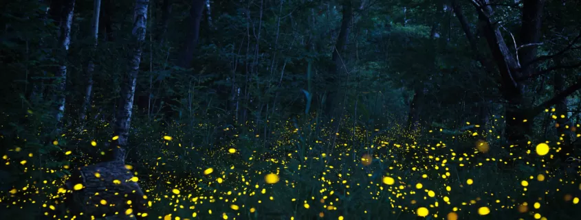 fireflies in Western North carolina