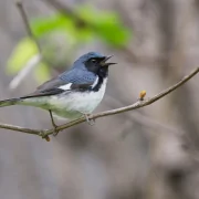 blue-throated blue warbler